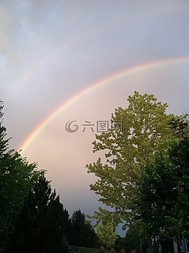 彩虹,天空,树