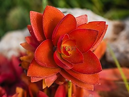 仙人掌,花,植物