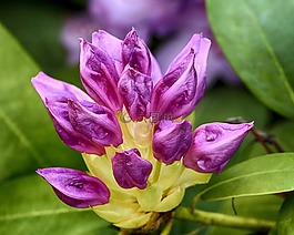 杜鹃,紫色,芽