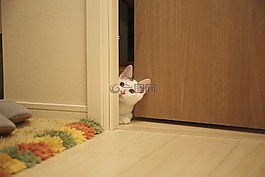 貓,動物,小貓