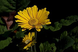 雛菊,黃色,特寫(xiě)