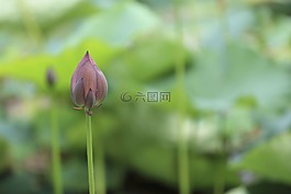 花,紫羅蘭色,花瓣
