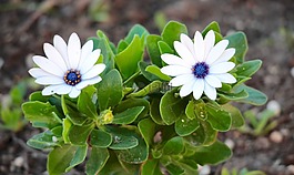 雛菊,鮮花,性質(zhì)