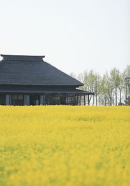 綠色,葉子,原野