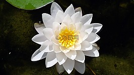 莲花,浮动,白