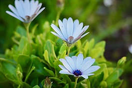雛菊,鮮花,性質(zhì)