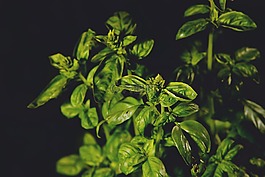 羅勒,草本植物,香料
