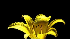 黃花菜,黃色,花