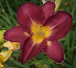 百合,廠,花