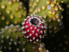 花椒梨,植物,仙人掌