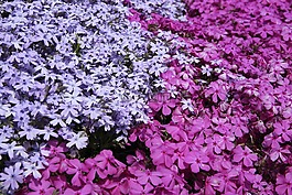 花,紫羅蘭色,花瓣