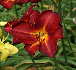 百合,花園,花