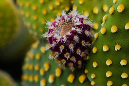 花椒梨,植物,仙人掌