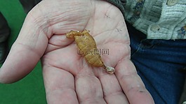 蝴蝶,昆虫,蝴蝶娃娃