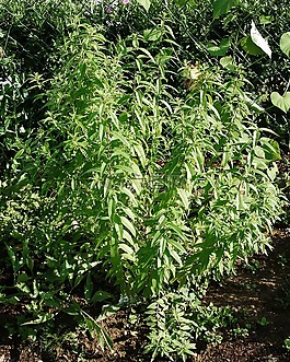 柠檬挟持,厂,草药