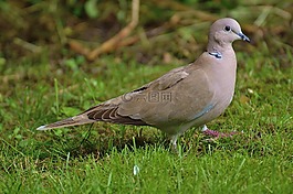 捉住了,鴿子,鳥(niǎo)