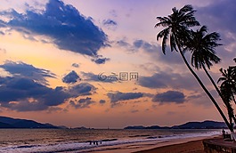 大海,樹(shù),椰子