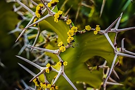 仙人掌,荊棘,鮮花