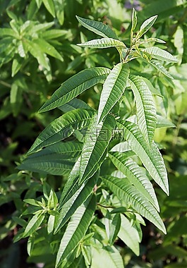 柠檬挟持,草药,厂