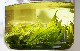 t恤,草药,柠檬挟持