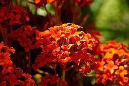 鮮花,紅色,花園