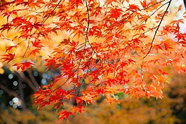 叶,秋季,季节性