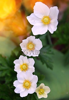 花卉,性質(zhì),植物