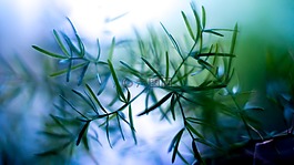 植物,草,樹