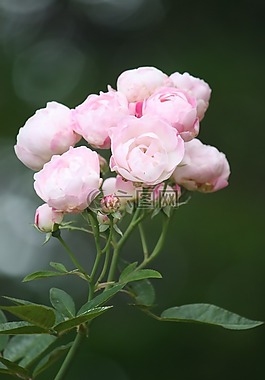 花,自然,植物區(qū)系