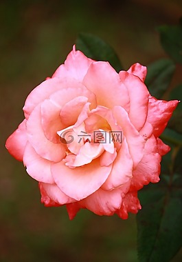 花,自然,植物區(qū)系