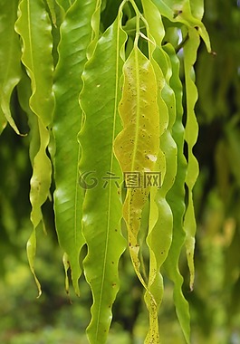 綠色,葉子,自然