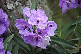 自然,植物區(qū)系,花