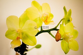 蘭花,花,開花