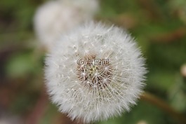 花,白,花瓣