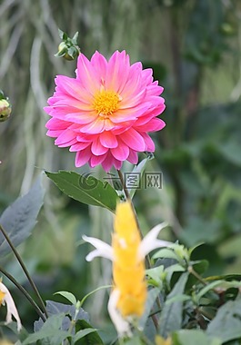 自然,植物區(qū)系,花