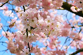 櫻花,春,粉紅色
