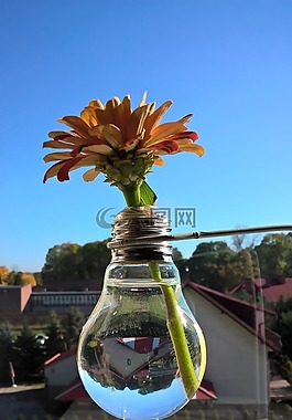花,花瓶,窗口