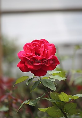 花,自然,玫瑰