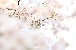 花,白,花瓣