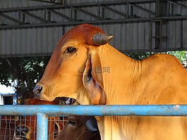 gaumata,印度,圣洁的母牛