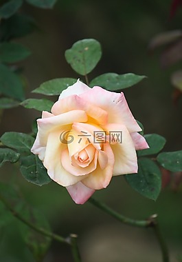 花,植物區(qū)系,葉
