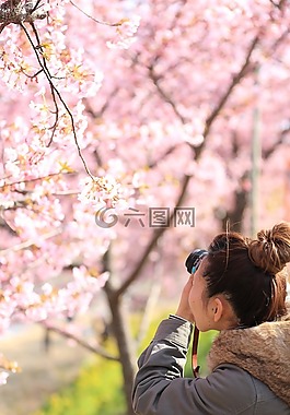 花,白,花瓣