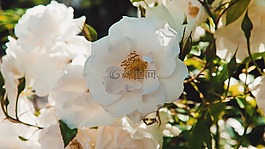 鮮花,花卉,白