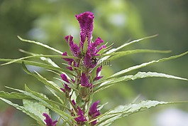 花,紫罗兰色,自然