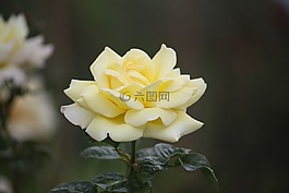 花,自然,植物區(qū)系