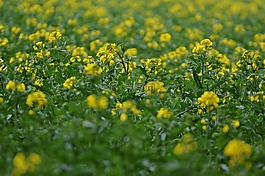 油菜,油菜籽场,黄色