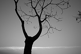 樹,單色,景觀
