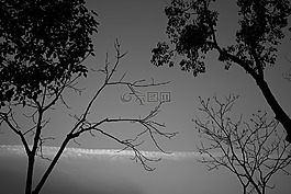 樹,單色,景觀