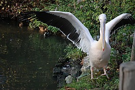 動物園,鵜,鳥