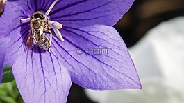 花,蜜蜂,昆蟲